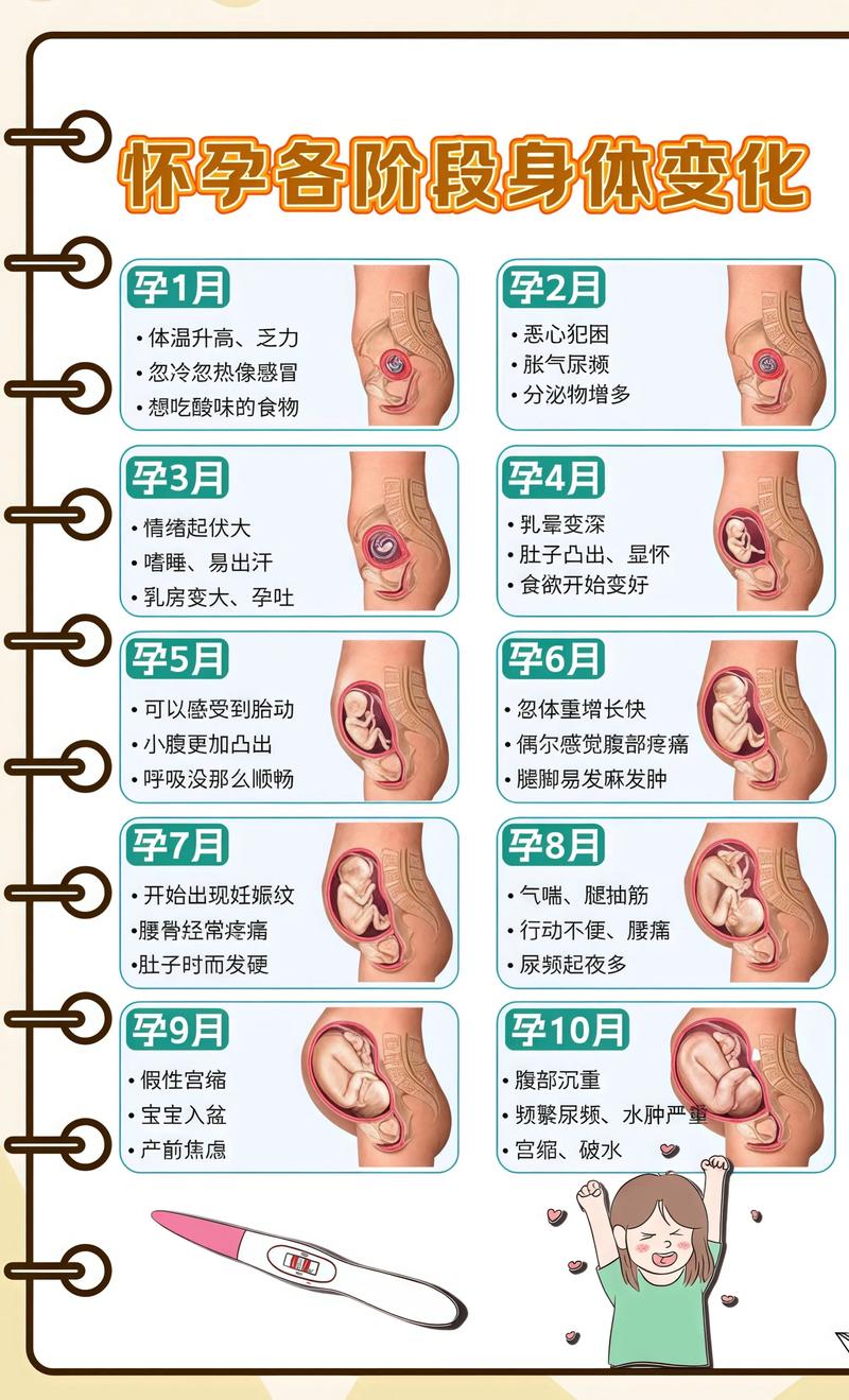 揭秘供卵代孕妈妈怀孕小腹分两节，孕期变化的奥秘德州代生机构: